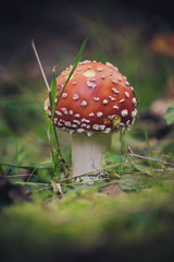 Fliegenpilz