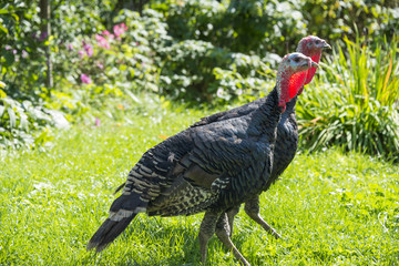 Fototapeta premium turkeys (Meleagris gallopavo f. domestica) in the garden - close up
