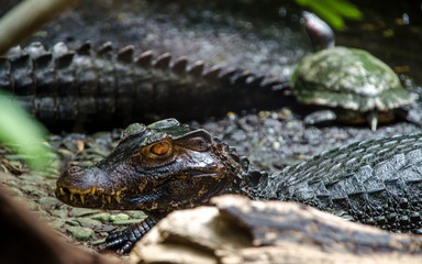 Krokodil