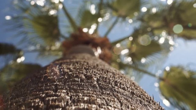 Low viewing angle of the trunk of the palm