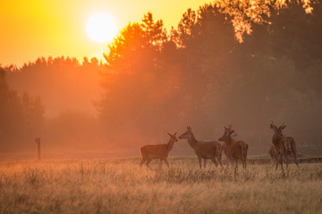 deer sunrise