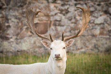 Naklejka na ściany i meble white deer