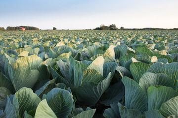 Cabbage field