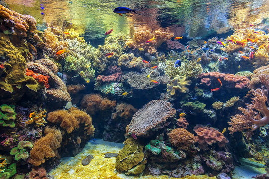 Fototapeta Tropical fish in a coral aquarium.