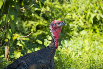 turkeys (Meleagris gallopavo f. domestica) in the garden - close up