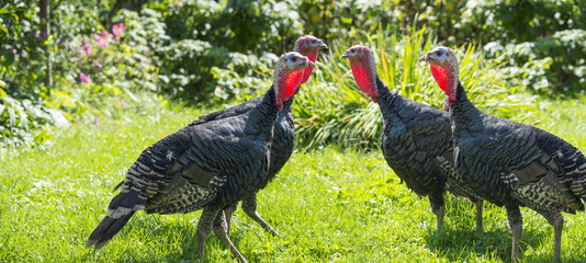 turkeys (Meleagris gallopavo f. domestica) in the garden - close up © Vera Kuttelvaserova