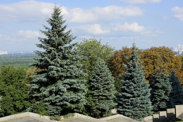Зелёные ели у бетонных ступеней в городском парке