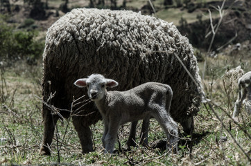Obraz na płótnie Canvas Sheep and baby Sheep