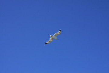 Möwe