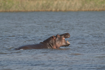 Fototapeta premium HIPPOPOTAMUS AMPHIBIUS, South Africa
