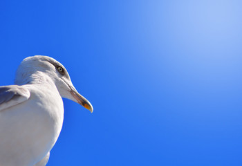 Seagull looks down on people.