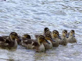 Entenküken beim Schwimmen