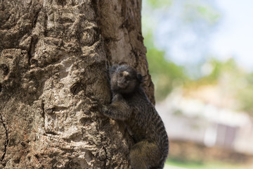 Callithrix - Very Common marmoset species in Brazil named 