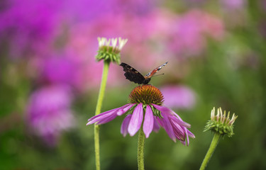 A beautiful butterfly is enjoying honey on pink flowers