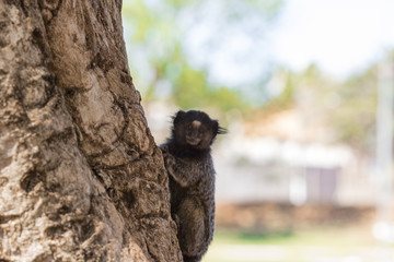 Callithrix - Very Common marmoset species in Brazil named "Sagui". Atlantic forest Biome. Brazilian Wild animal Concept Image.