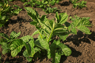 Bed with green potato bushes