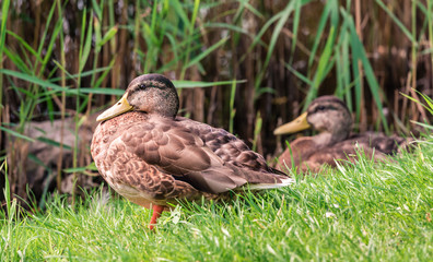 Stockente am Ufer