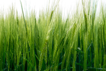 Grünes Getreide Gras
