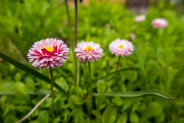 Bellis Perennis