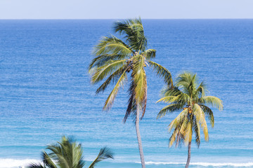 Palm trees on the beach of Varadero 02, Cuba