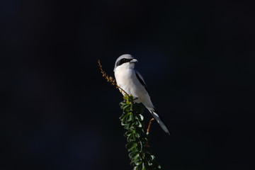 Obraz premium Loggerhead Shrike