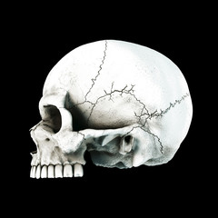 Human skull on Rich Colors a Black Isolated Background. The concept of death, horror. A symbol of spooky Halloween. 3d rendering illustration.