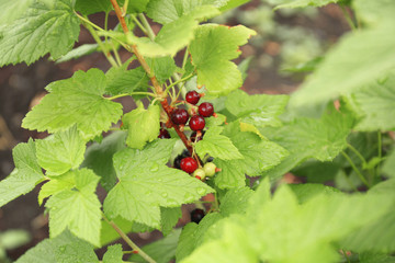 Unripe currant berries on bush in garden
