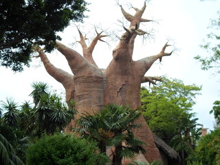 albero africano del baobab