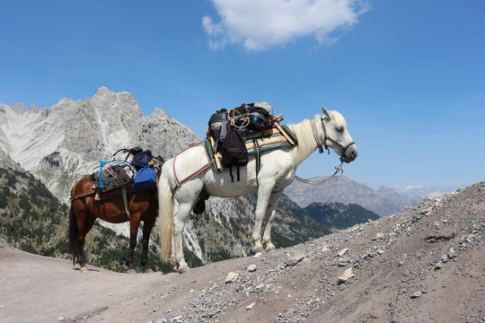 Gep&auml;cktransport mit Pferden in den albanischen Alpen