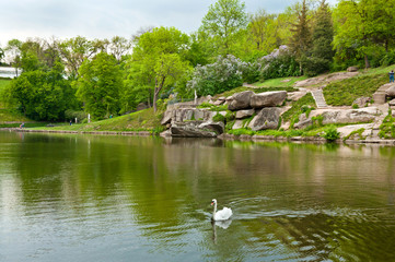 Fototapeta na wymiar Beautiful swan on the lake in Sofiyivsky Park in Uman, Ukraine