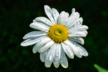 Flower white daisies.