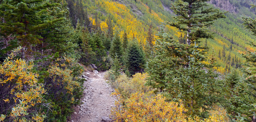 Fall foliage with Aspen trees in fall colors in the Rocky Mountains, USA