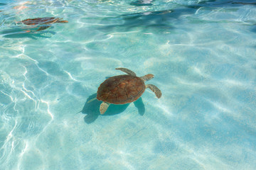 Green sea turtle. Close-up