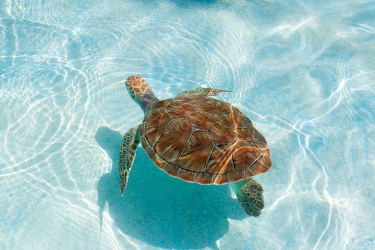 Green sea turtle. Close-up