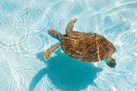 Green sea turtle. Close-up