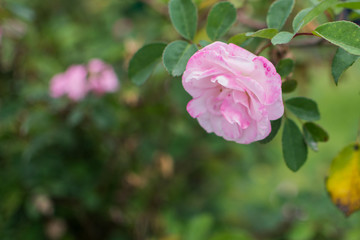 Rosa "Labios de María" en primer plano