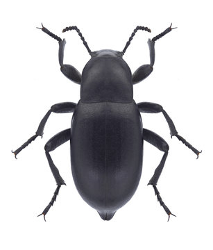 Beetle Blaps halophila on a white background