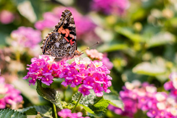 A beautiful butterfly is working on a flower