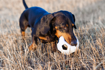 dog (puppy), breed dachshund black tan, playing with a ball on a autumn grass