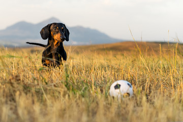 dog (puppy), breed dachshund black tan, looks at his ball while waiting for the game on a autumn grass and mountains