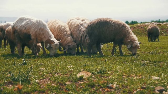 Group of sheep grazing in the field against the backdrop of the mountains. Slow Motion in 96 fps. Flock of Sheep on a Green Meadow, Georgia. Summer, sunny day.