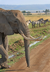Large bullelephant with a herd of zebra on the plains in the background