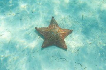 Fototapeta na wymiar Orange sea star in the turquoise water