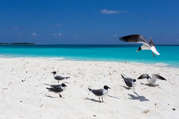 A group of gulls on the shore of the Caribbean Sea