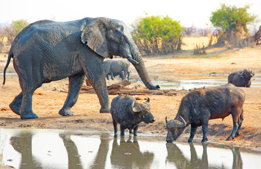 Fototapeta premium Large bull elephant walking behind two buffalo drinking at a waterhole in Hwange, Zimbabwe