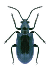 Beetle Oulema gallaeciana on a white background