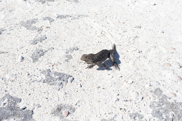 Single iguana on the stone beach