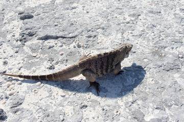 Single iguana on the stone beach