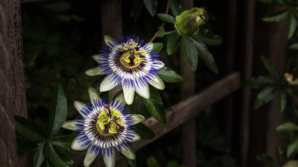 Blaue Passionsblume (Passiflora caerulea)