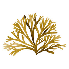 Brown Seaweed ,Kelp, Algae in the ocean watercolor hand painted element isolated on white background. Watercolor brown seaweed illustration design. With clipping path. © nongnuch_l